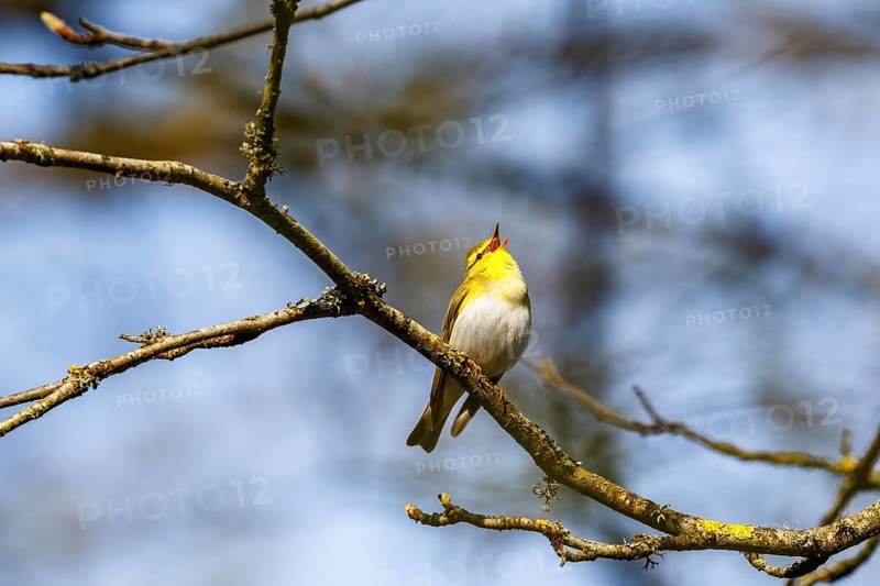 Wood Warbler singing in the springtime from a tree branch