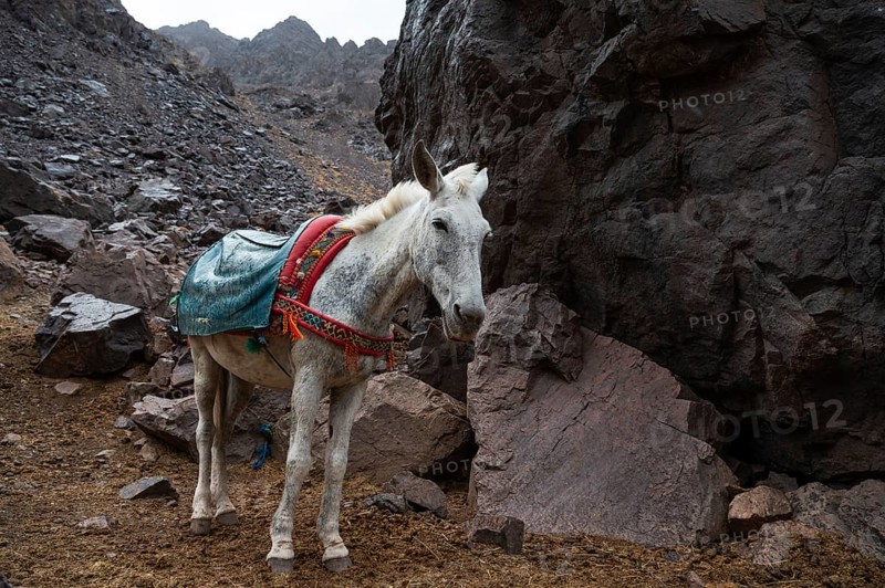 Mules on the trail up the peak Toubkal in Morocco, the highest mountain in North Africa