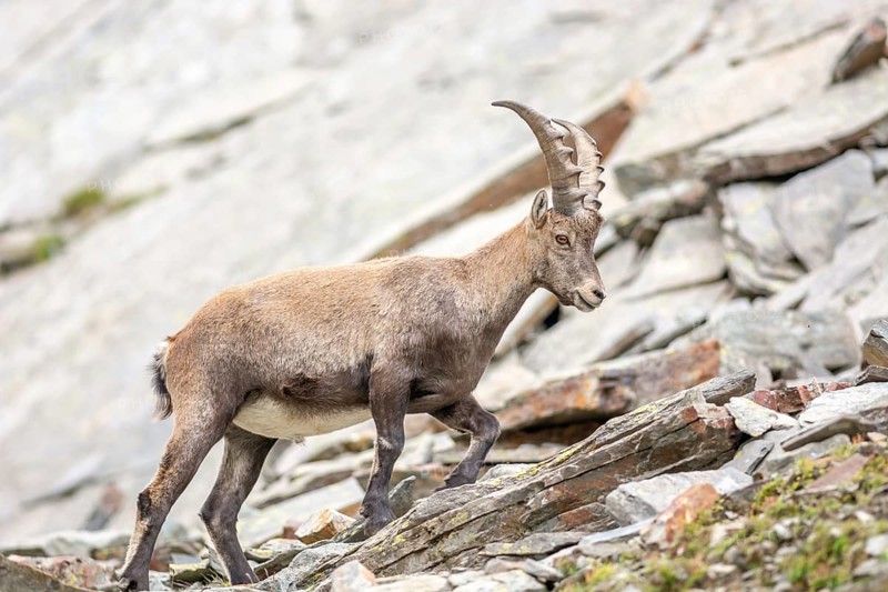 Ibex (capra ibex) in the rocky mountains of the Italian Alps. in the Grand Paradis National Park. Valsavarenche, Aoste, Italie