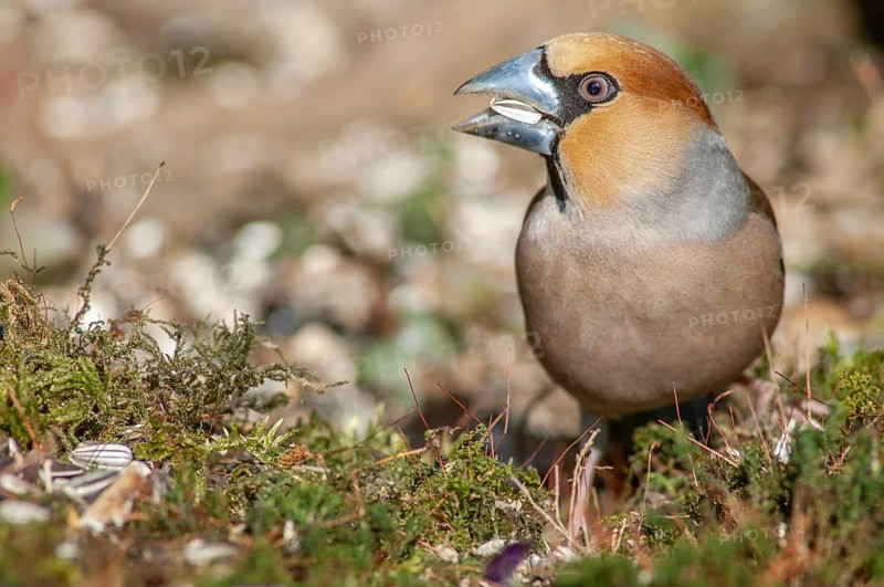 Hawfinch (Coccothraustes coccothraustes) perched on a branch in the forest