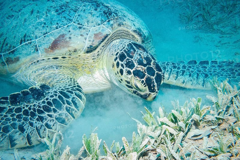 Green Turtle feeding on seagrass, Red Sea, Egypt, Africa