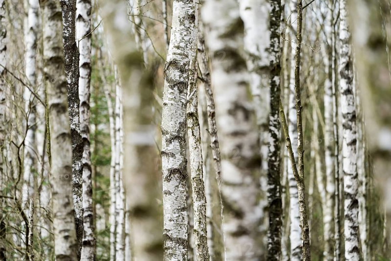 Birch forest as a natural burial grave site, Hofgeismar, Weser Uplands, Weserbergland, Hesse, Germany, Europe