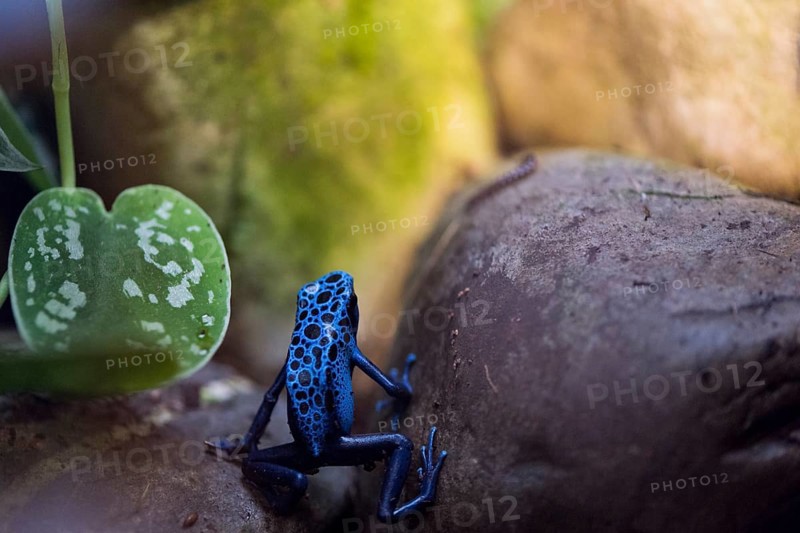 A picture of a beautiful blue and black frog
