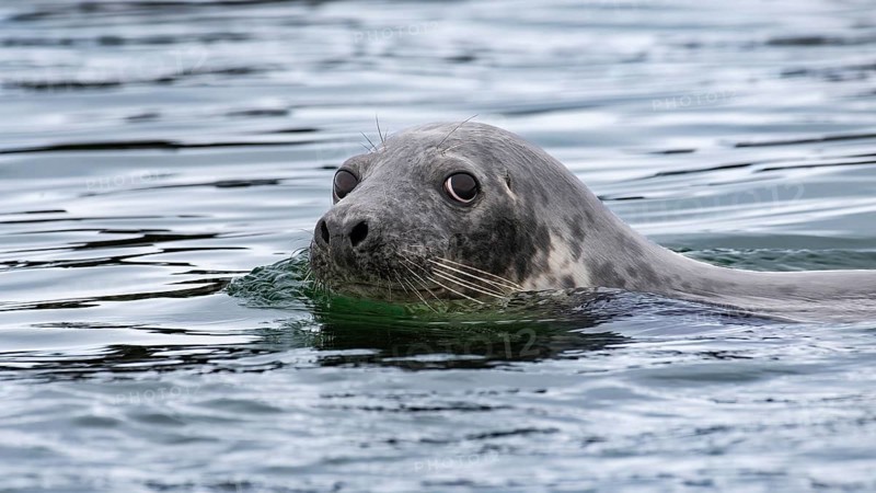 Grey seal (Halichoerus grypus) swimming along the beach, Heligoland Island, Germany, Europe