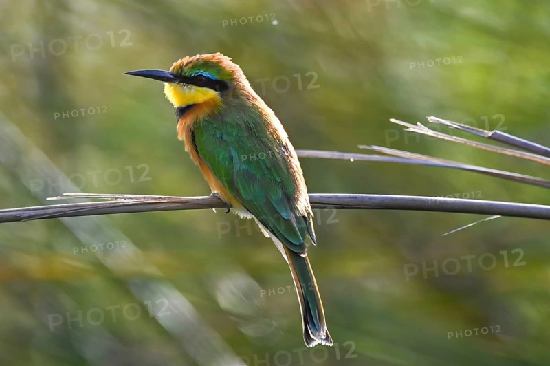 Bee-eater (Merops apiaster) sitting on a reed, Moremi Game Reserve, Okavango Delta, Maun, Botswana, Africa