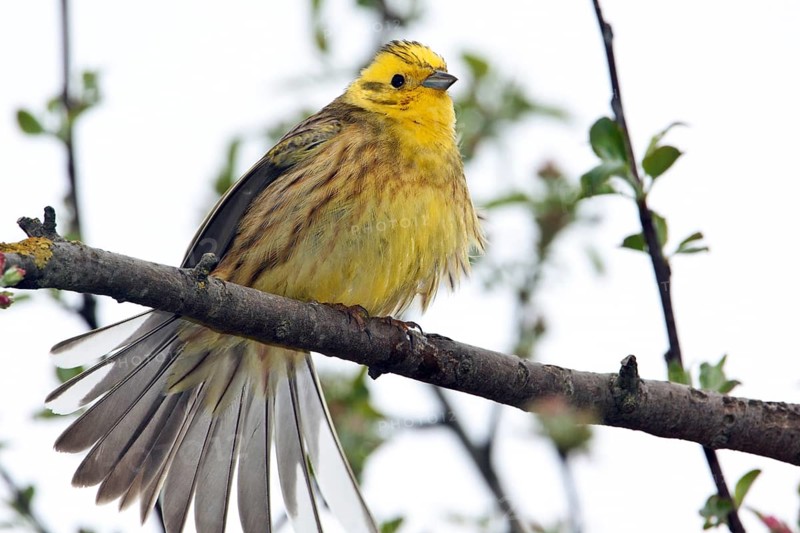 Yellowhammer, Emberiza citrinella, Yellowhammer