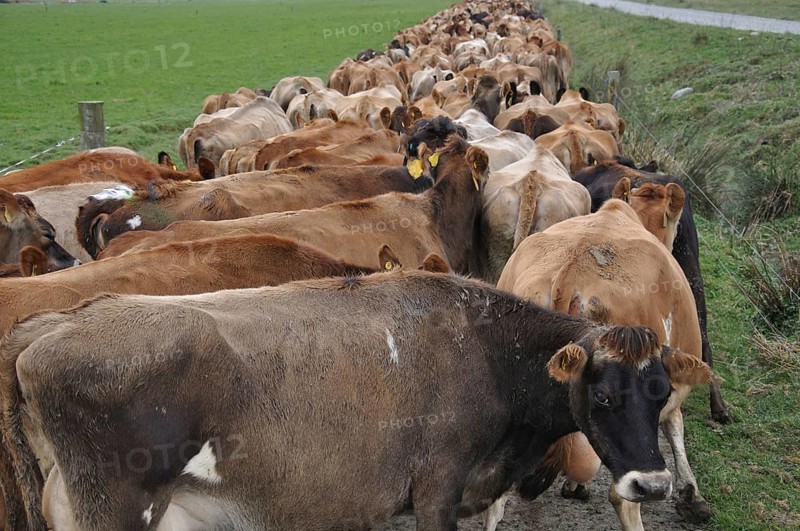 Jersey cows heading down race to dairy, West Coast, New Zealand, Oceania