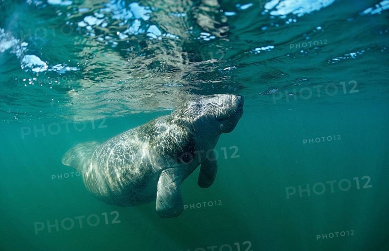 Round-tailed manatee, Trichechus manatus latirostris, USA, Florida, FL, Everglades, North America