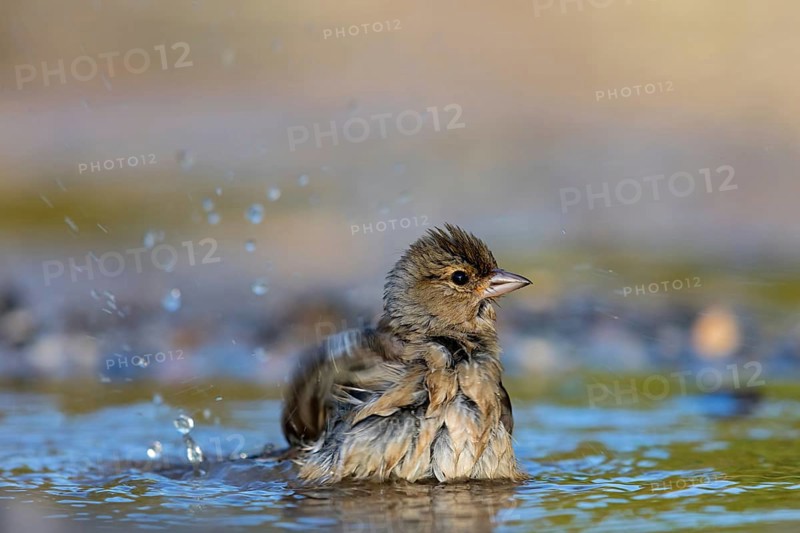 Chaffinch, (Fringilla coelebs), bathing in the water, Wadi Darbat, Salalah, Greece, Oman, Europe
