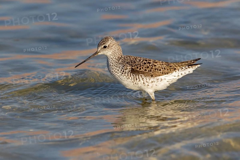Pond sandpiper, (Tringa stagnatilis), animals, birds, biotope, habitat, foraging, wader, waders, Israel, Asia