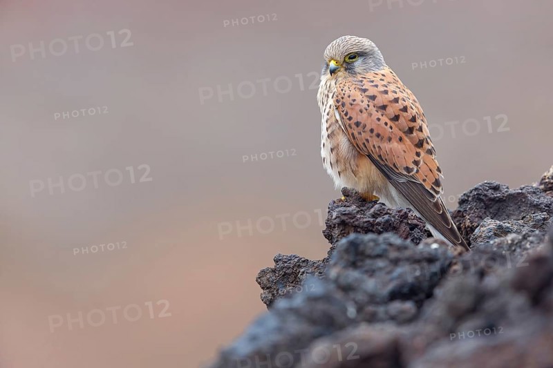 Kestrel, (Falco tinnunculus), perches on rocks, Canary Islands, animals, birds, falcons, foraging, lava rocks, Lanzarote, Canary Islands, Spain, Europe