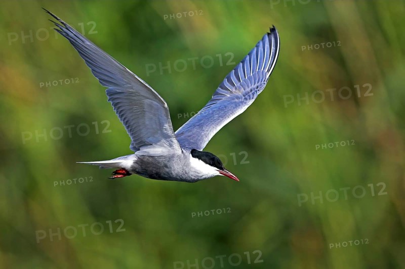 White-bearded Tern, White-bearded Tern, (Chlidonias hybridus), (Chlidonias hybrida), Marsh Tern family, biotope, habitat, foraging, flight recording, East Khawr Khawr Ad Dahariz, Salalah, Dhofar, Oman, Asia