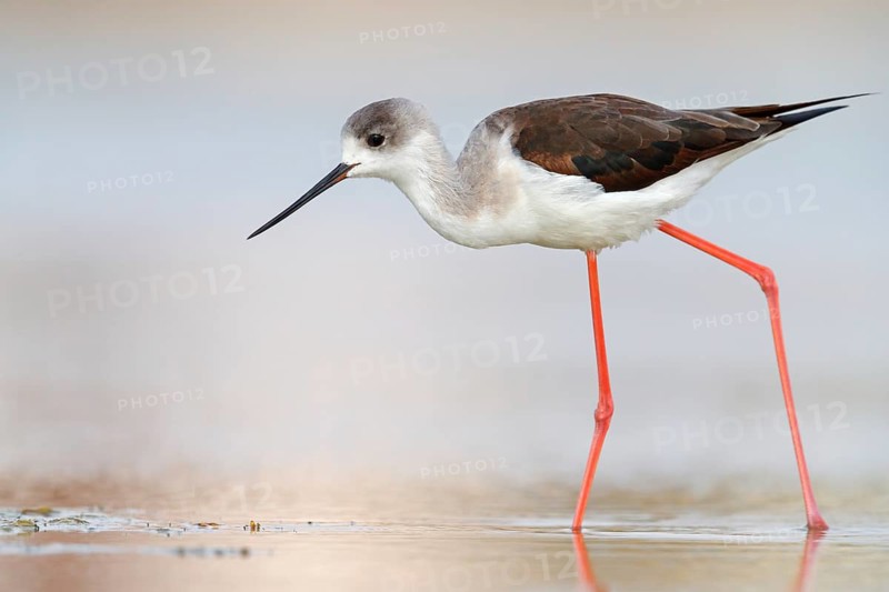Black-winged Stilt, (Himantopus himantopus), avocet family, biotope, habitat, foraging, East Khawr Khawr Ad Dahariz, Salalah, Dhofar, Oman, Asia