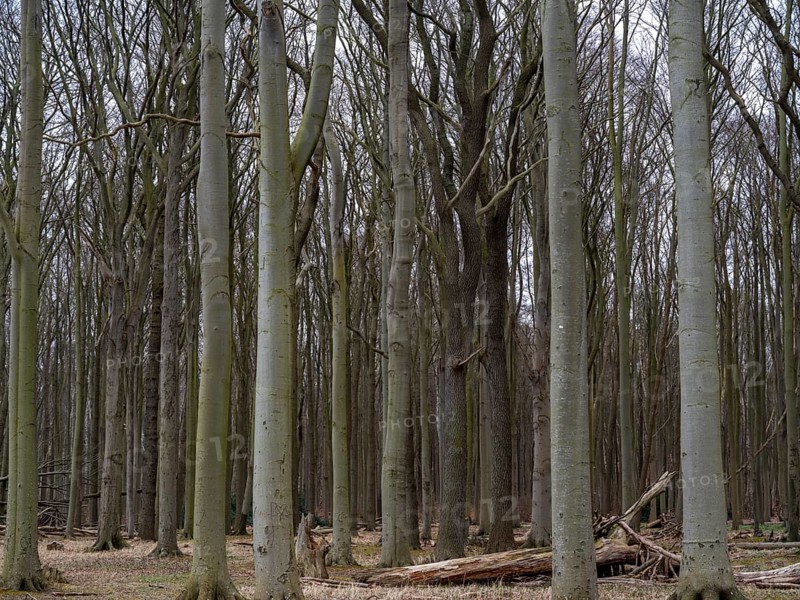 Trees in the ghostly forest on the cliffs facing the Baltic Sea, Nienhagen, Mecklenburg-Vorpommern, Germany, Europe
