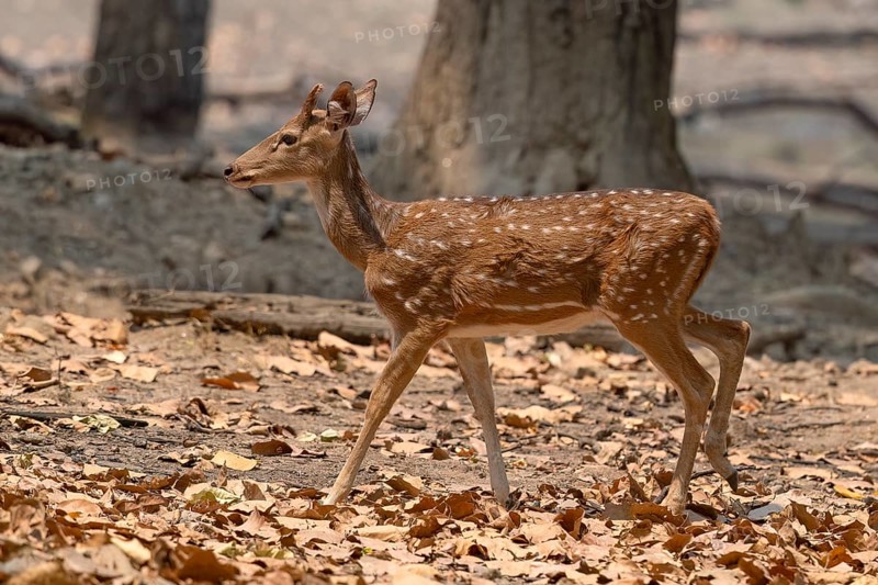 Axis deer, Chital (Axis axis), antlers, morning light, backlight, Kanha National Park, Tiger Reserve, Jabalpur, Madhya Pradesh, India, Asia
