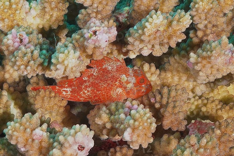 Yellow-spotted scorpionfish (Sebastapistes cyanostigma)
