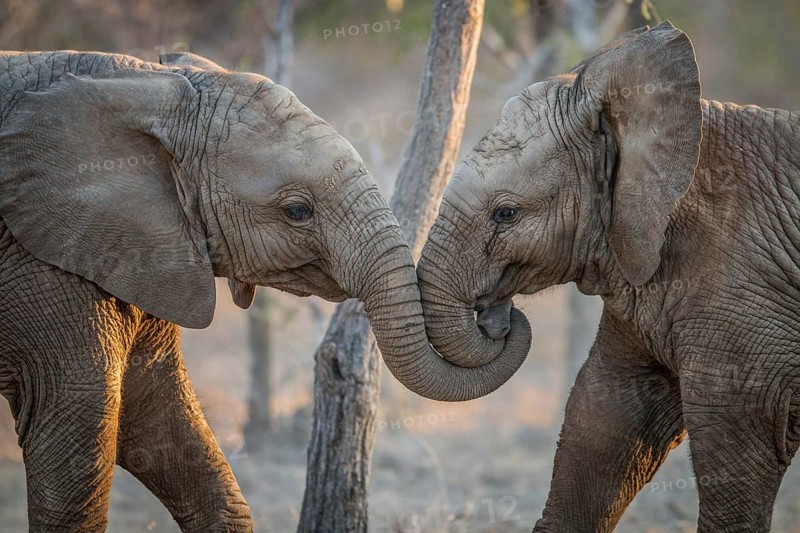 Elephants playing in the Kruger National Park, South Africa, Africa