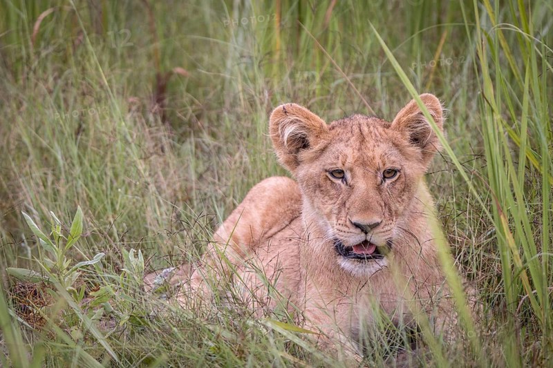 A Lion cub relaxing in the grass in the Okavango Delta, Botswana, Africa
