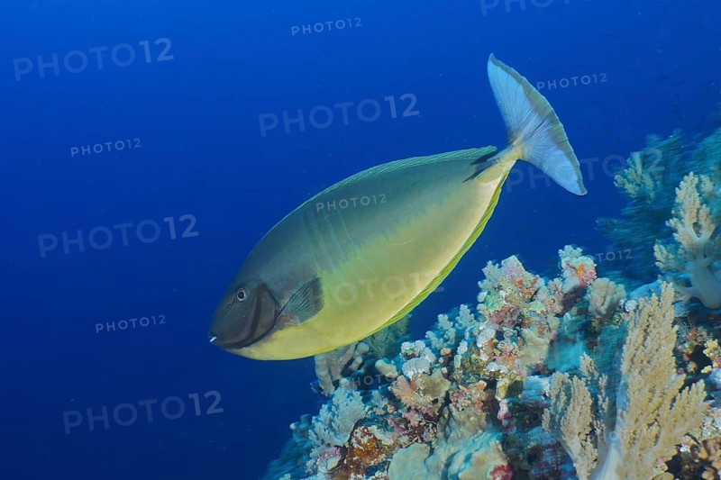 Blue-bladed surgeonfish (Naso hexacanthus)