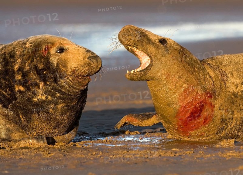 Grey seal (Halichoerus grypus)