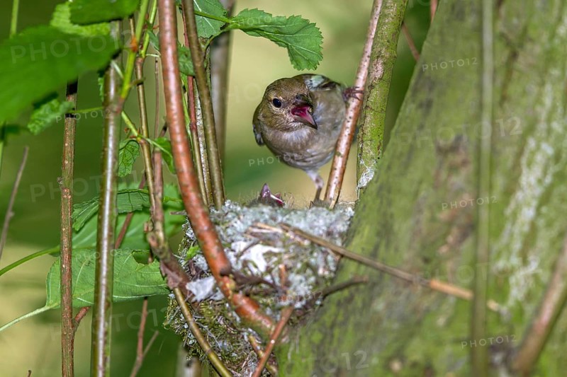 Chaffinch - female at the nest (Fringilla coelebs)