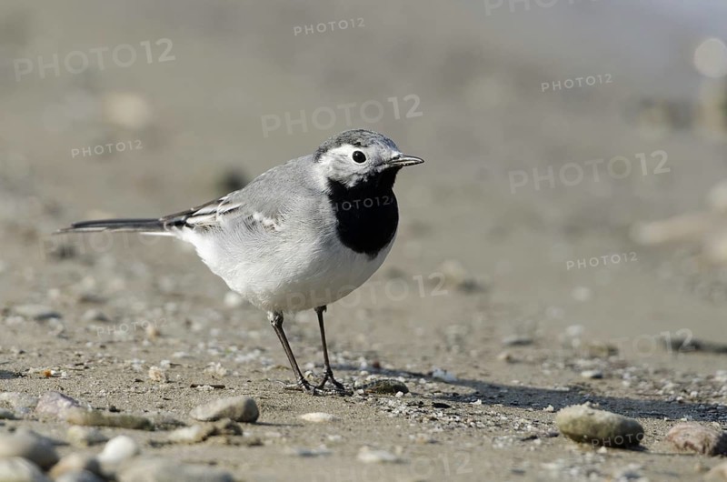 White wagtail (Motacilla alba)