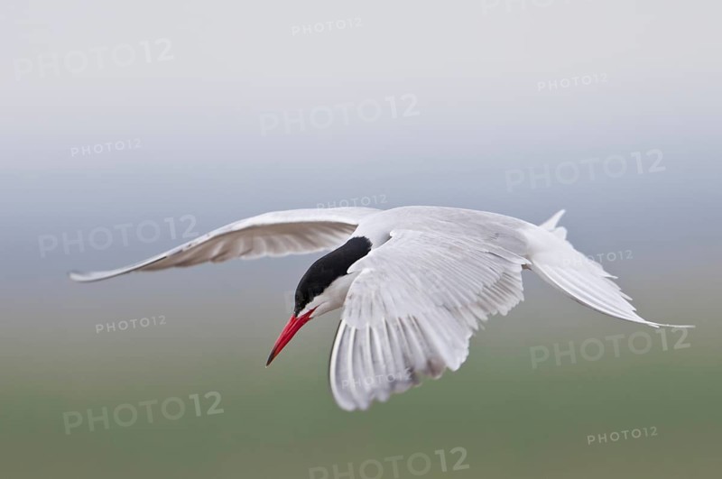 Common Tern (Sterna hirundo)