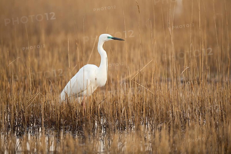 Great White Egret (Casmerodius albus)