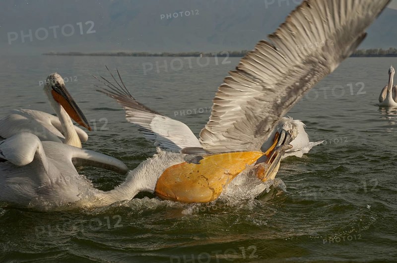Dalmatian pelicans (Pelecanus crispus)