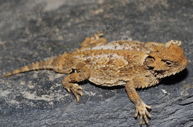 Toad lizard (Phrynosoma sp.)