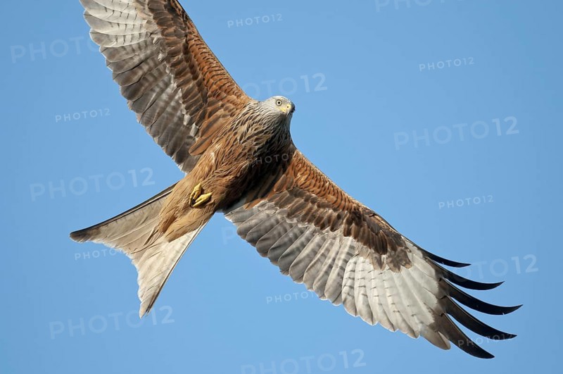 Red kite (Milvus milvus)