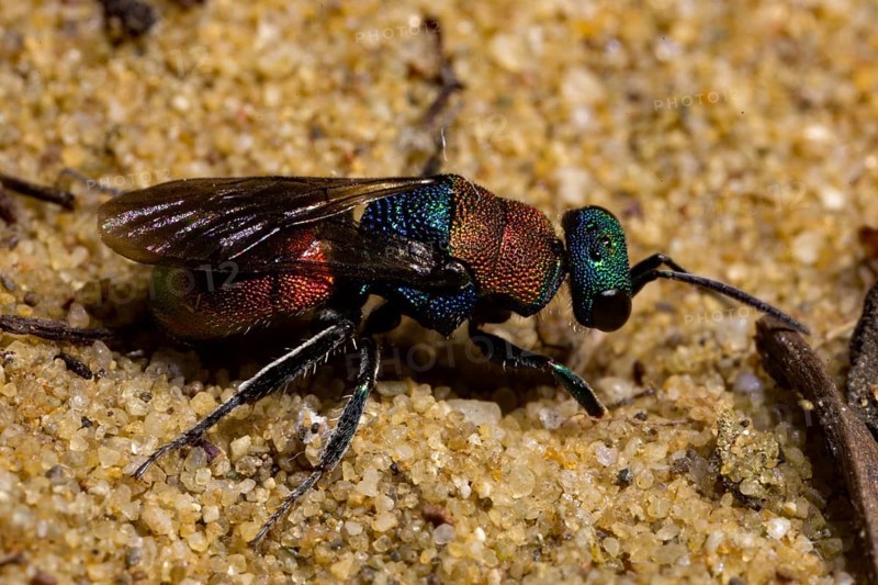Sand gold wasp (Hedychrum nobile)