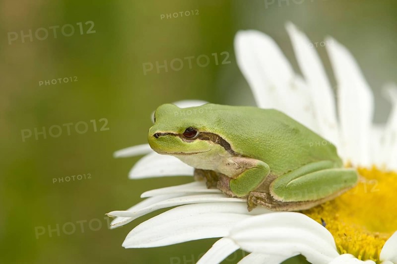 Mediterranean tree frog on daisy flower (Hyla meridionalis)