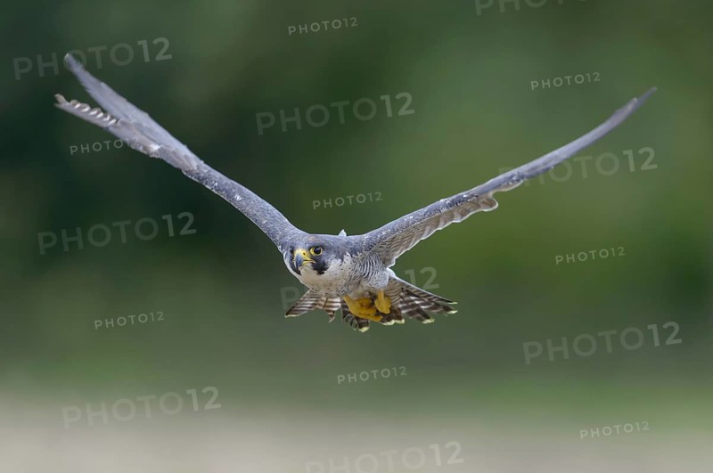 Peregrine falcon (Falco peregrinus)