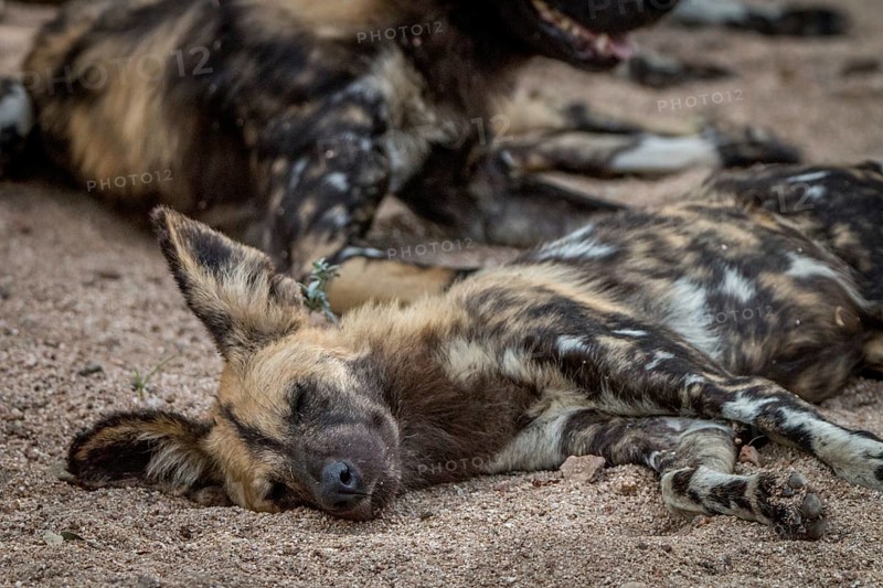 An African wild dog sleeping in the Sabi Sand Game Reserve, South Africa, Africa