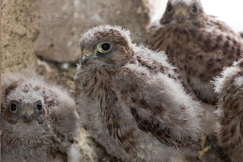 Kestrel (Falco tinnunculus)