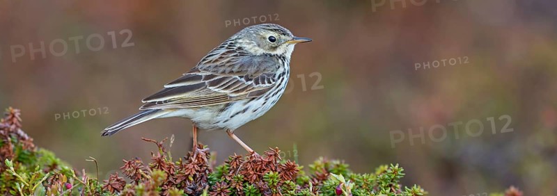 Meadow Pipit, (Anthus pratensis), Pipit farlouse, Bisbita Común, animals, birds, family of stilts and pipits, Varanger, Finnmark, Norway, Europe