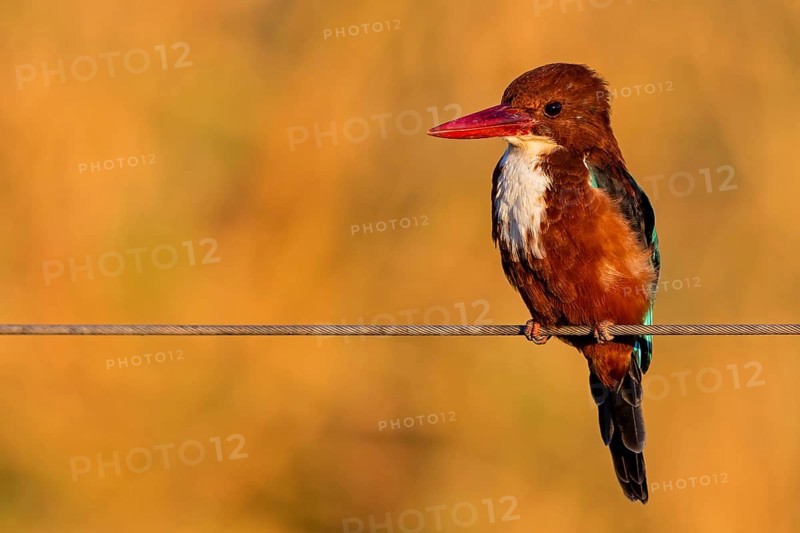 Brown kingfisher, (Halcyon smyrnensis), kingfisher, animals, birds, kingfisher family, Lahavot HaBashan Fish Ponds, Hula Valley, Northern District, Israel, Asia