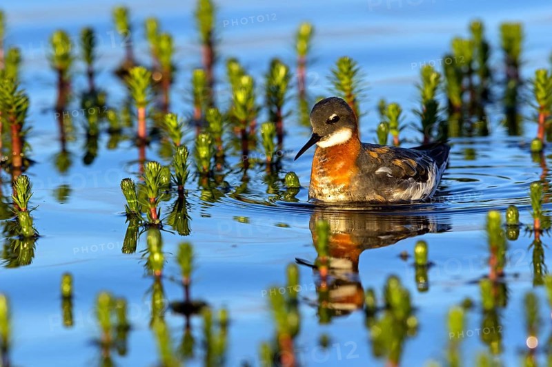 Odin's chicken, (Phalaropus lobatus), swims in the water, wading bird, Varanger, Finnmark, Norway, Europe