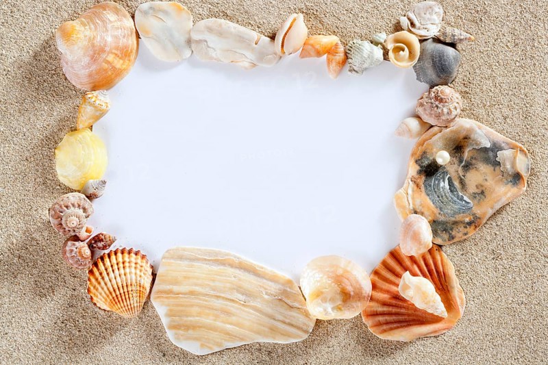 Border frame with summer beach shells and blank copy space paper