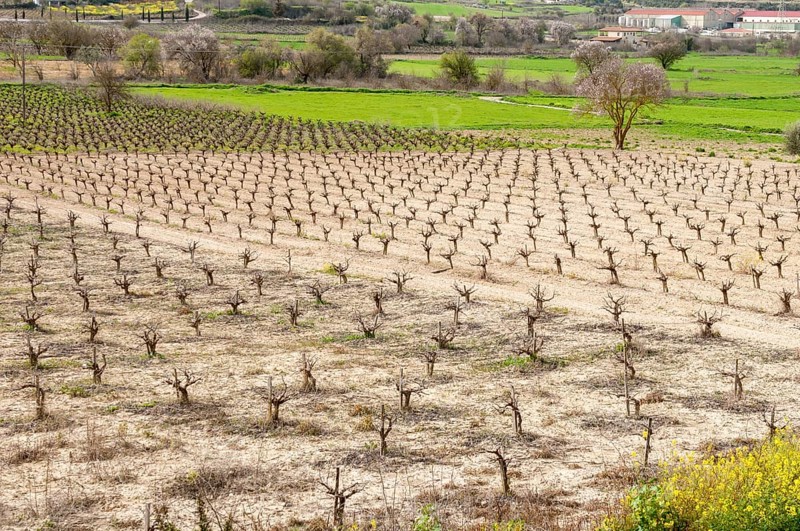 Rows of pruned bare grape vines in early spring, prepared for upcoming budding
