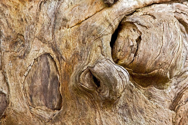 Tree face, wooden head