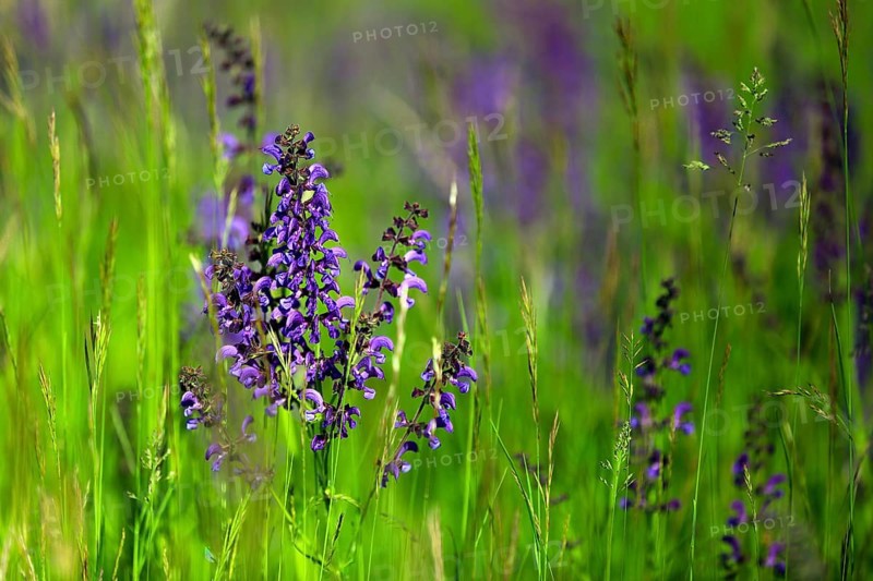 Meadow sage, Salvia pratensis, meadow sage