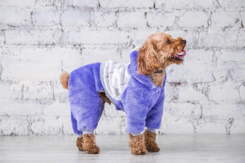 Small funny dog of brown colour with curly hair of toy poodle breed posing in clothes for dogs. Subject accessories and fashionable outfits for pets. Stylish overalls, suit for cold weather for animal