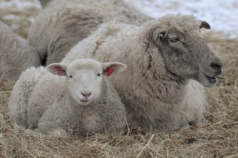A sheep and a lamb lie next to each other in the straw on snow-covered ground, sheep, borken, münsterland, germany