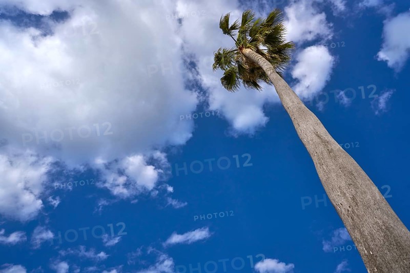 Washingtonia high Palm tree under a blue sky