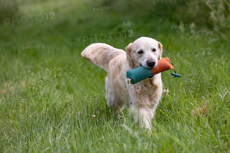 Beautiful Golden Retriever dog runs with a dummy in its mouth