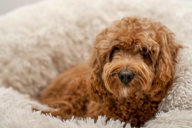 Cavapoo dog in his bed, mixed -breed of Cavalier King Charles Spaniel and Poodle