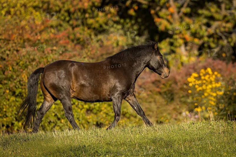 Huzule pony on the pasture in autumn, Austria, Europe