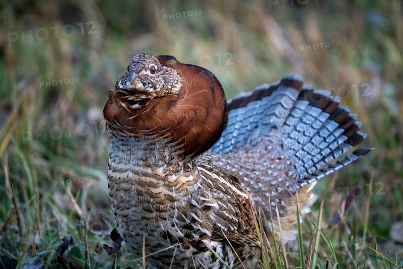 Ruffed Grouse in Manitoba Canada full regalia Canada